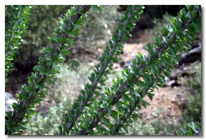 Tucson (13)   Ocotillo Closeup